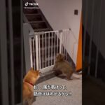 動物 面白 笑い 癒し 動画集 #1    犬 猫 イヌ ネコ    Dog Cat Animal Healing Interesting