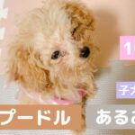 ［トイプードルあるある］生後3ヶ月の子犬あるある！可愛いけど困ることも