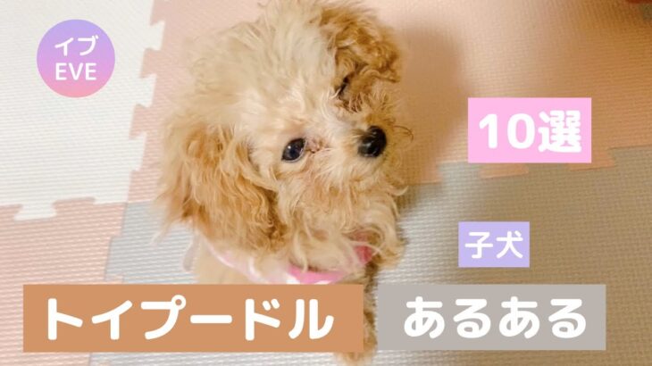 ［トイプードルあるある］生後3ヶ月の子犬あるある！可愛いけど困ることも