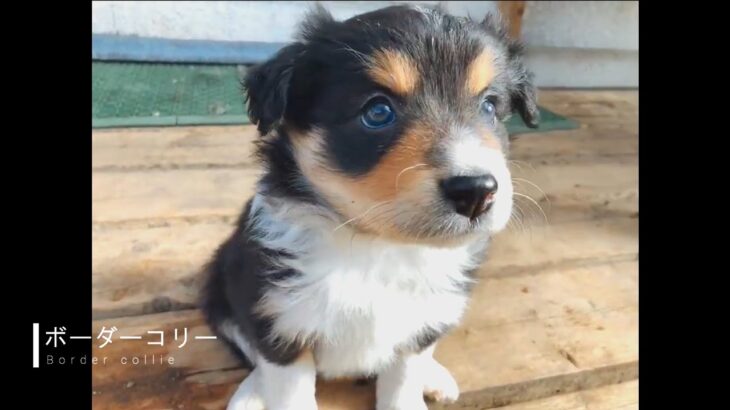 【見ると幸せになる】可愛い子犬7選 ボーダーコリー他 ブリーダーナビ | 2021/1/31
