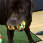 ボールがあればあるだけ咥えたい犬の目の前に大量のボールを置いたらどうなるか　　My dog who wants to hold a lot of balls.  ラブラドールレトリバー