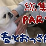 【可愛い犬ペキニーズ】小春の総集編PART4  [Cute dog / Pekingese] Koharu’s omnibus PART4