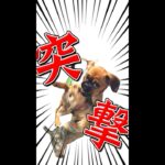 ハプニング！犬のバトルを盗撮してたら突撃された！ #Shorts /Happening! I was charged when I took a voyeur of a dog battle!