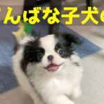 かわいい子犬の狆。〜おてんば娘の大はしゃぎ〜japanese chin