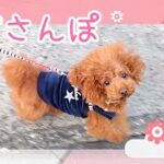 お散歩が嬉しくてたまらない犬が可愛い♪【トイプードルのソラ】【トイプードル】【toy poodle】