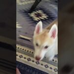 ハスキー犬姉妹。寧々さん、生後２ヶ月 懐かし動画。