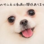 【ポメラニアン 子犬】獅子丸と初めてのアウトレットモールで、初めて他の犬と絡む｜ふわもこな犬猫兄弟