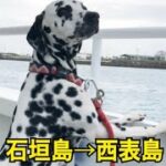 初めての船でソワソワする犬