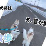 ハスキー犬姉妹。ひたすらに徒歩！ 時々　雪山