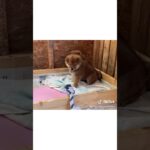 可愛い子犬の様子