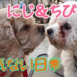 かわいいワンちゃんにじとちびの日常、韓国釜山 犬のいる生活 癒やしほのぼの