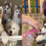 赤ちゃんの犬 かわいい犬と面白い犬のビデオ編集＃1 Pets