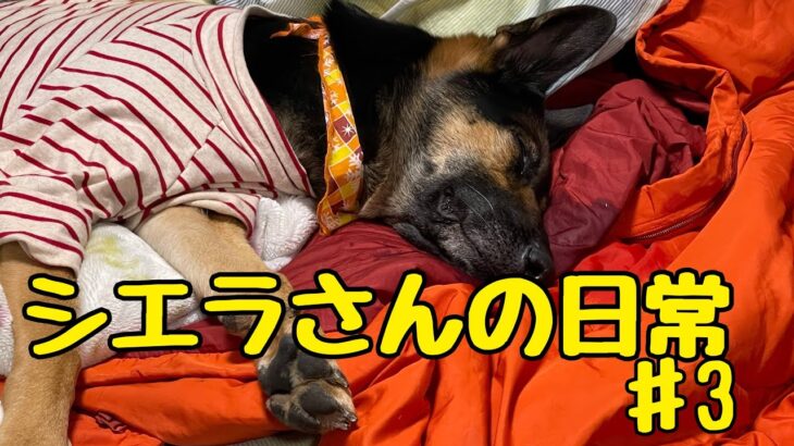 【癒し動画】シエラさんの日常♯3  あっかんべーロングＶｅｒ． 大型犬のかわいい寝顔