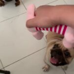 Cute Dogs activities かわいくて面白い犬4