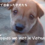 HCM三姉妹日記⑥ ベトナムで可愛い子犬に出会った!お母さん飼いたい! We met puppies in Vietnam.Mom!we wanna keep them!