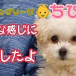 ビションブリーゼ犬ちび 成長しました。かわいいPuppy cutedog にじちび