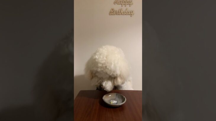 衝撃！誕生日ケーキを一口で食べる大型犬#Shorts