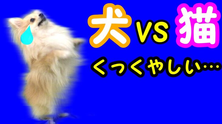 【犬VS猫】「おもしろ犬」思わず笑っちゃう犬と猫のバトル【私は犬が好き I love Dogs】