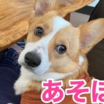 コーギー子犬とじゃれあってみたらかわいい過ぎる。　corgi