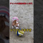 初めてなのにドリブルうますぎるコーギー子犬　corgi #shorts