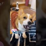 コーギー子犬　ワンワン吠える練習がかわいい　corgi  #shorts