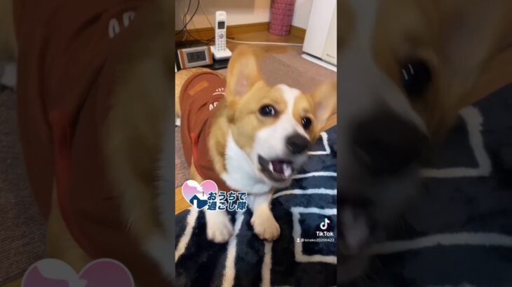 コーギー子犬　ワンワン吠える練習がかわいい　corgi  #shorts