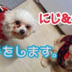 かわいい わんちゃんがお手をします。おやつ動画 cutedog