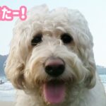 【犬 かわいい 癒し】ラブラドゥードル😏メリー😊もー！春かもね!?😳大型犬　dog 　Labradoodle