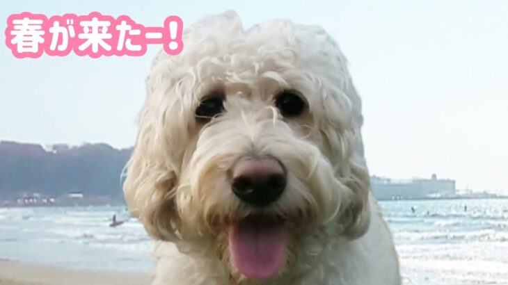 【犬 かわいい 癒し】ラブラドゥードル😏メリー😊もー！春かもね!?😳大型犬　dog 　Labradoodle