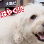 【犬 かわいい 癒し】ラブラドゥードル😏メリー😊気持ちいい夕暮れ散歩！☺️大型犬　dog 　Labradoodle