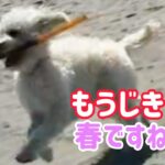 【犬 かわいい 癒やし】ラブラドゥードルメリー☺️小春日和😉犬 dog labradoodle