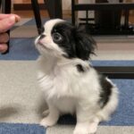 かわいい子犬の狆。お手、おかわりをなかなかしてくれません。japanese bhin