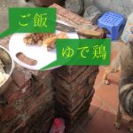 超美味しい!  チキンライスミックスライス,  かわいい犬、pet、dog、my pet, cat 【犬が守る】