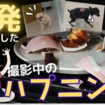 【爆発ハプニング】恐怖で腰を抜かすシーズー！怖くて震えが止まらない～多頭飼い～チワワ・シーズー・ミニチュアピンシャー・トイプードル