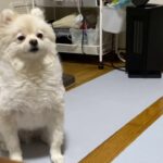 【ポメラニアン】パパの帰りが待ち遠しい犬