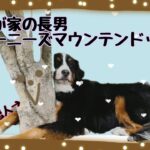【癒し動画】大型犬と暮らす バーニーズマウンテンドッグ