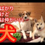 ケンカばかりしてるけどホントは仲がいい犬