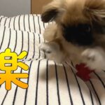 普段行けない場所にかわいい犬を連れて行って見たら…【ペキニーズのちょび】犬と暮らす