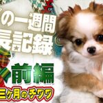 小さくて可愛いチワワの子犬の成長記録【前編】