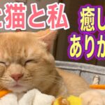 【節約生活】犬と猫と私/癒しをありがとう