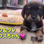 【 チワックス 子犬 】転がる姿が可愛いチワックスちゃん♡【マルワンさいたま武蔵浦和店】