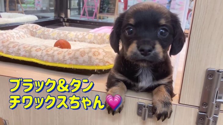 【 チワックス 子犬 】転がる姿が可愛いチワックスちゃん♡【マルワンさいたま武蔵浦和店】