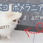 【ポメラニアン 子犬】ご飯が好きすぎて「よだれ」を垂らすポメラニアン｜ふわもこな犬猫兄弟