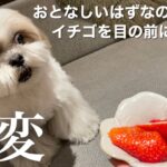 【癒し動画】ウチのシーズー犬は大好物を目の前にするとこうなります・・・