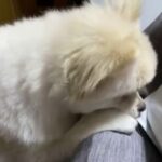 【ペット犬動物家族癒し】いたずら犬