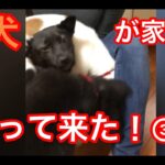 子犬が家にやって来た！③子犬に揉みくちゃにされる母犬の奮闘