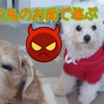 かわいいワンちゃん・日本の節分の鬼のお面で遊ぶ犬