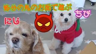 かわいいワンちゃん・日本の節分の鬼のお面で遊ぶ犬