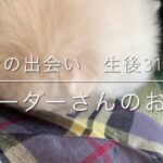 ”初投稿”　可愛いポメラニアンの子犬、のえる君との出会い