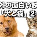 海外の「犬と猫」の面白い映像集 ②